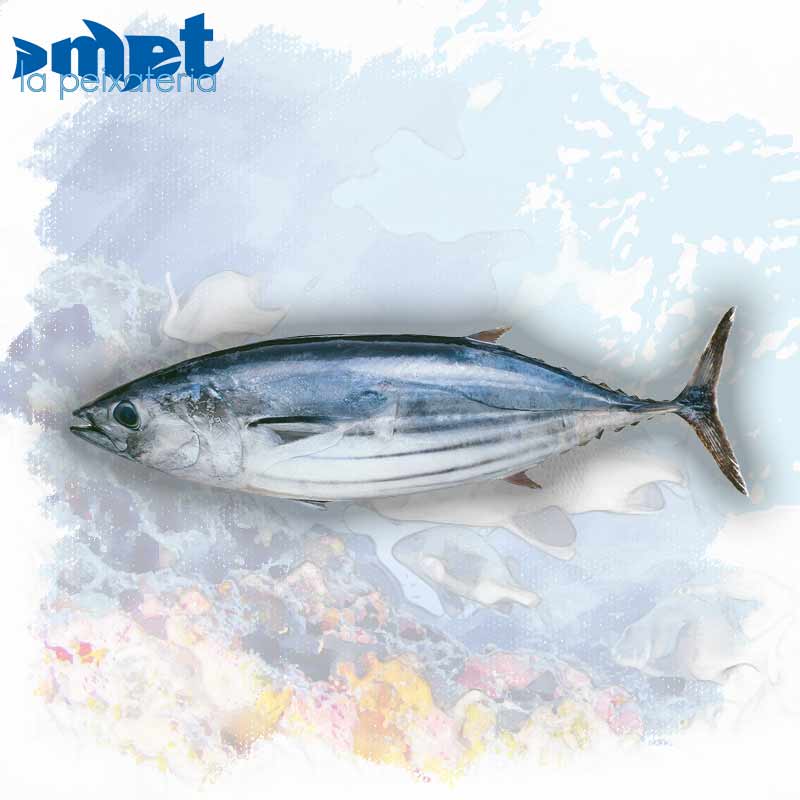 Bonito