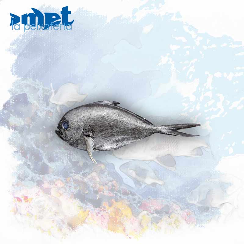 Palometa