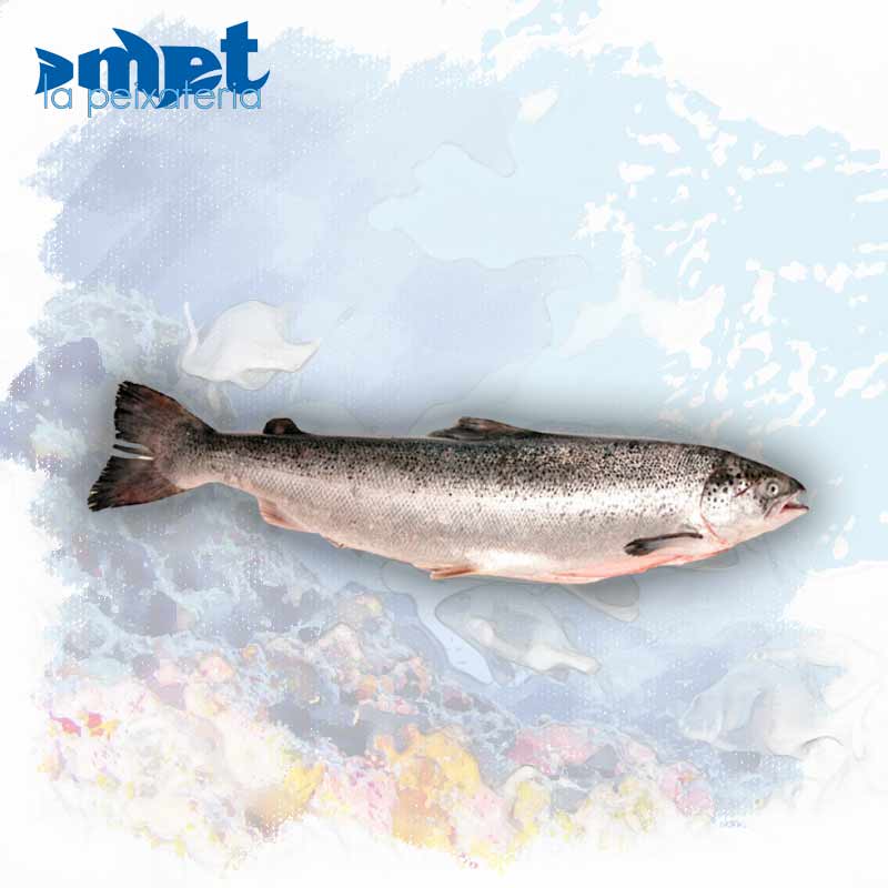Salmón