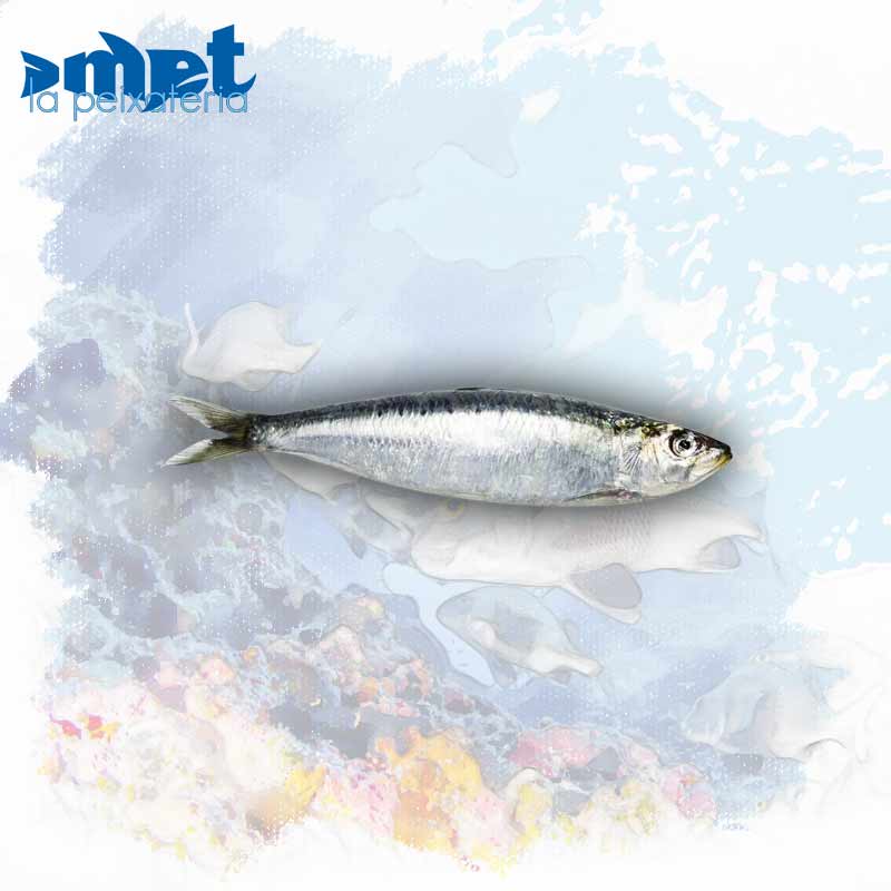 Sardina