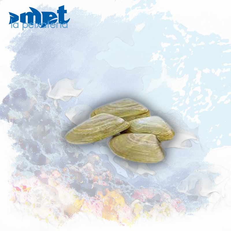 Coquina